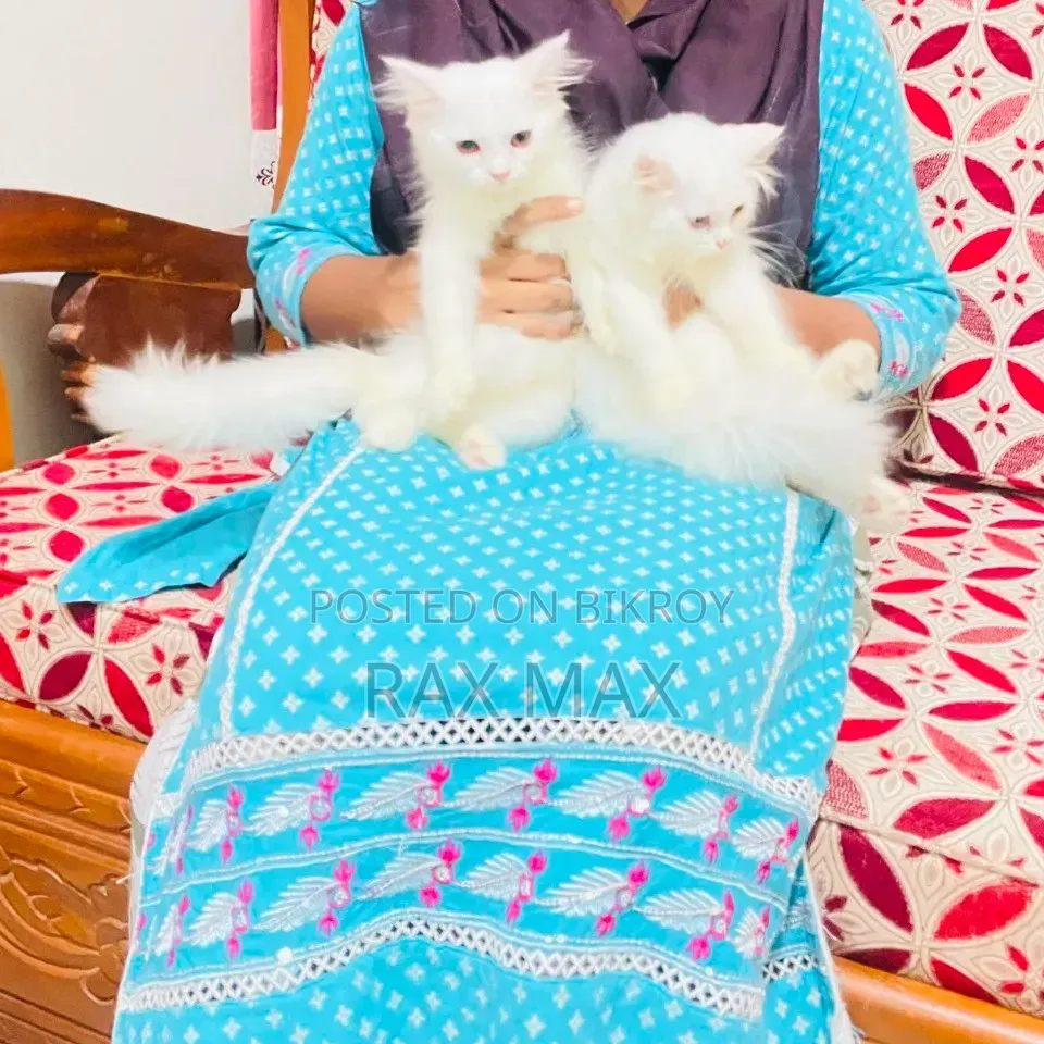 1-3 Months Female Purebred Persian