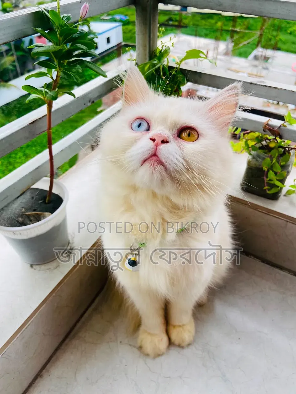 6-12 Months Male Purebred Persian