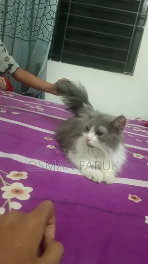 ৩-৬ মাসের মহিলা খাঁটি পার্সিয়ান বিড়াল