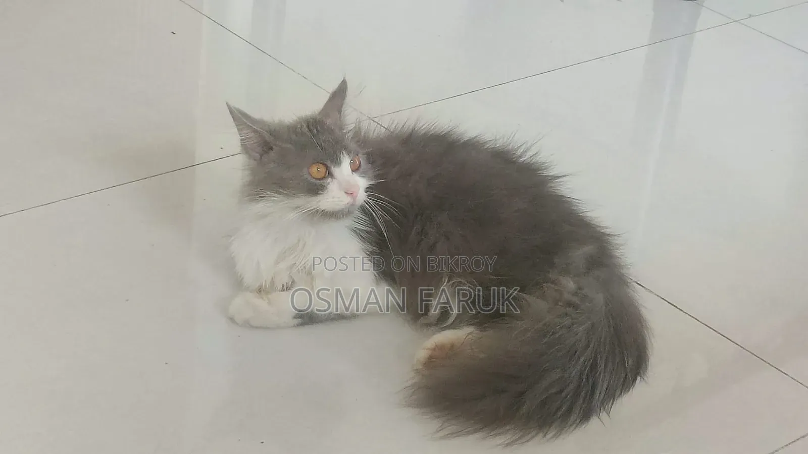 3-6 months Female Purebred Persian
