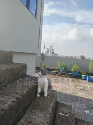3-6 months Female Purebred Persian