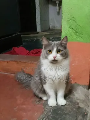 3-6 months Female Purebred Persian