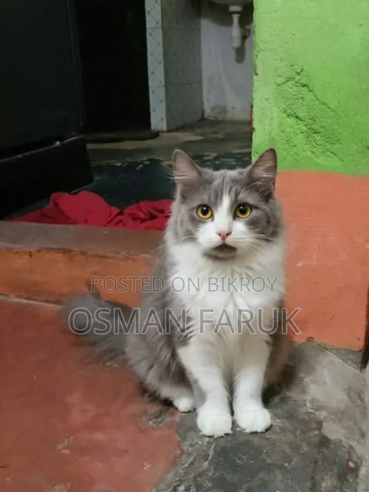 3-6 months Female Purebred Persian