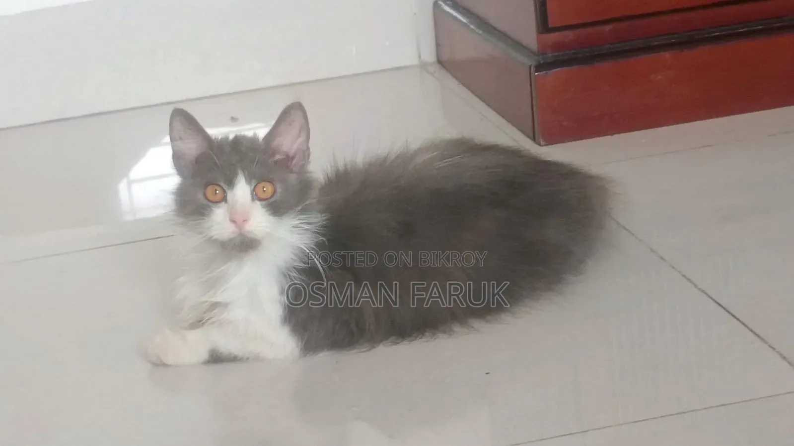 3-6 months Female Purebred Persian