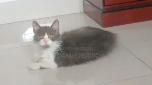 3-6 months Female Purebred Persian