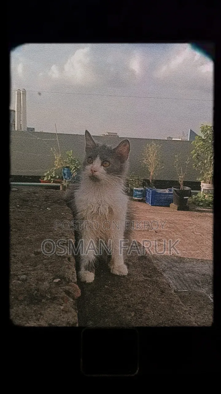 3-6 months Female Purebred Persian