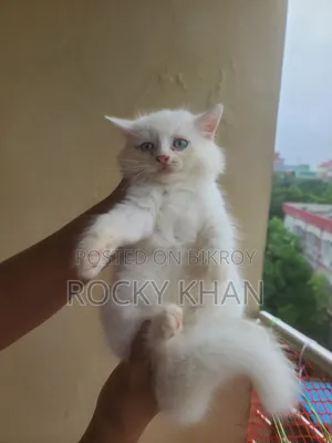 1-3 Months Female Purebred Persian