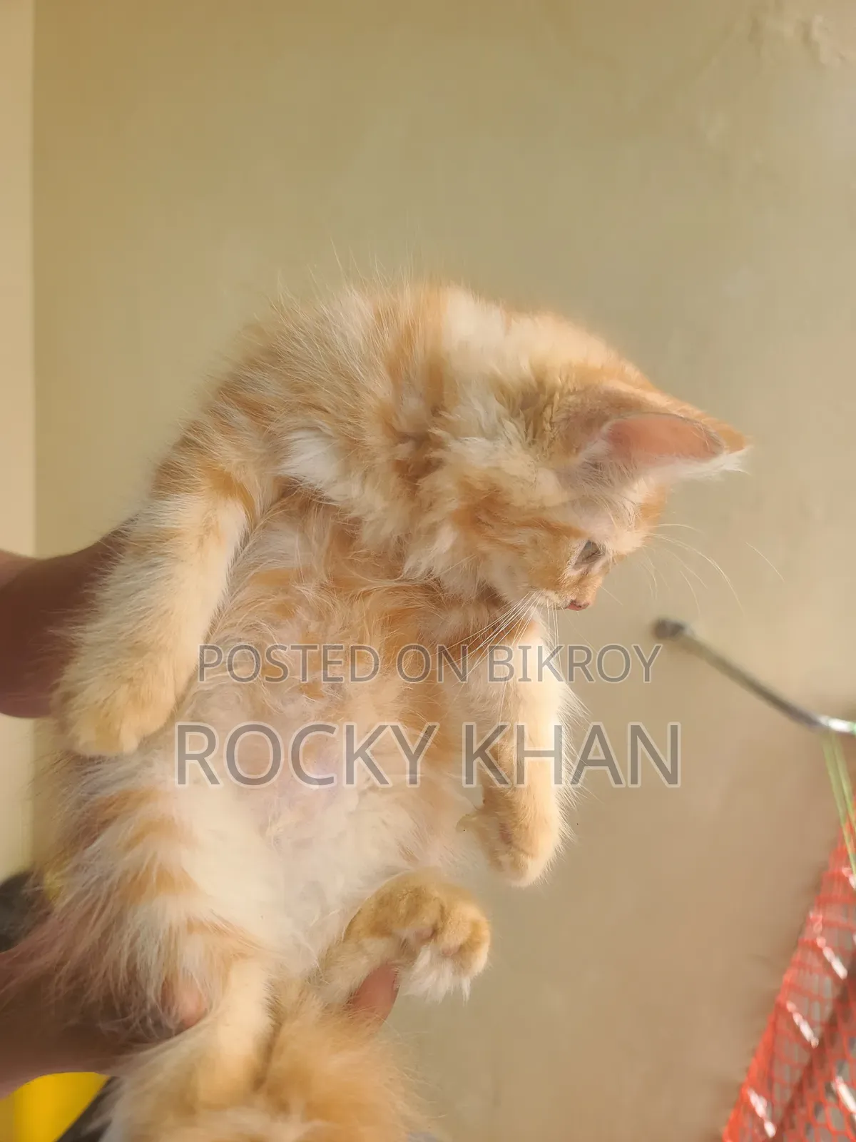1-3 Months Female Purebred Persian