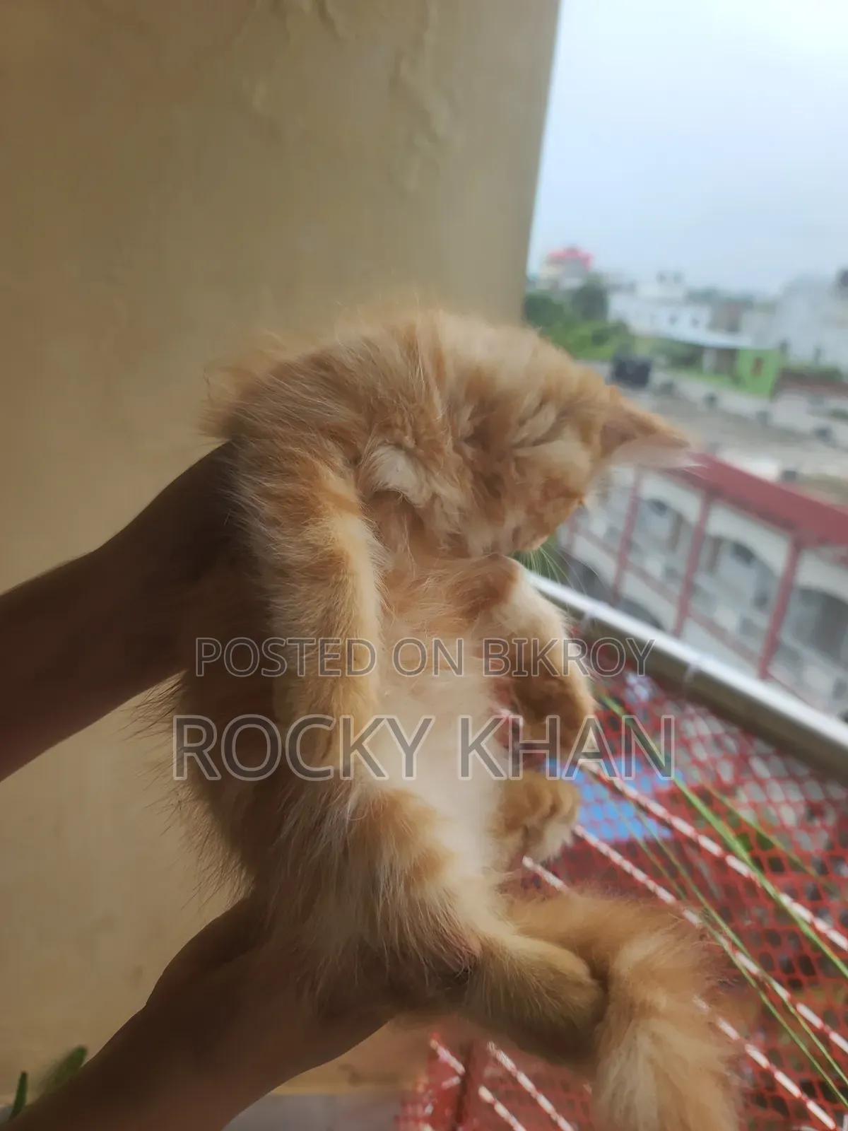 1-3 Months Female Purebred Persian