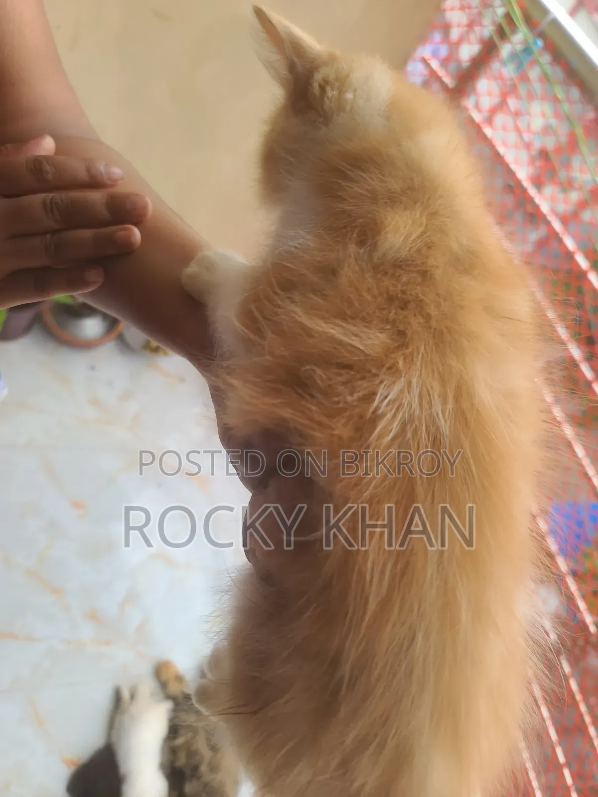 1-3 Months Female Purebred Persian