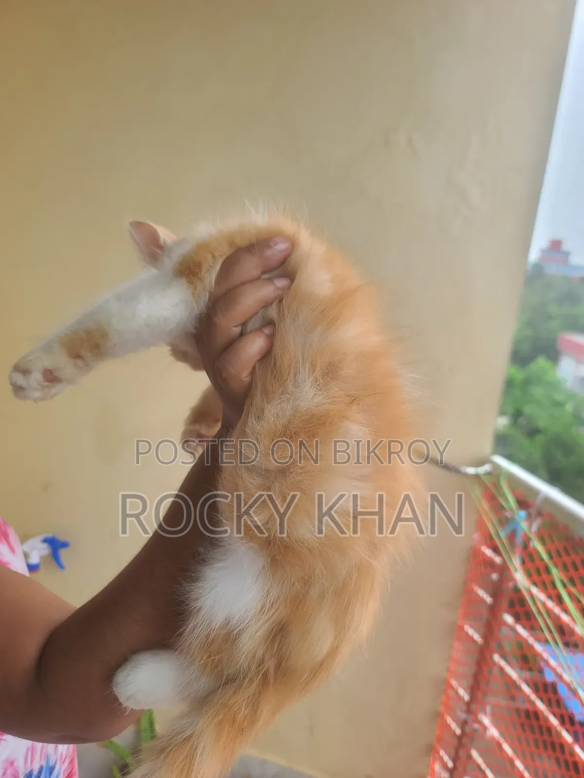 1-3 Months Female Purebred Persian