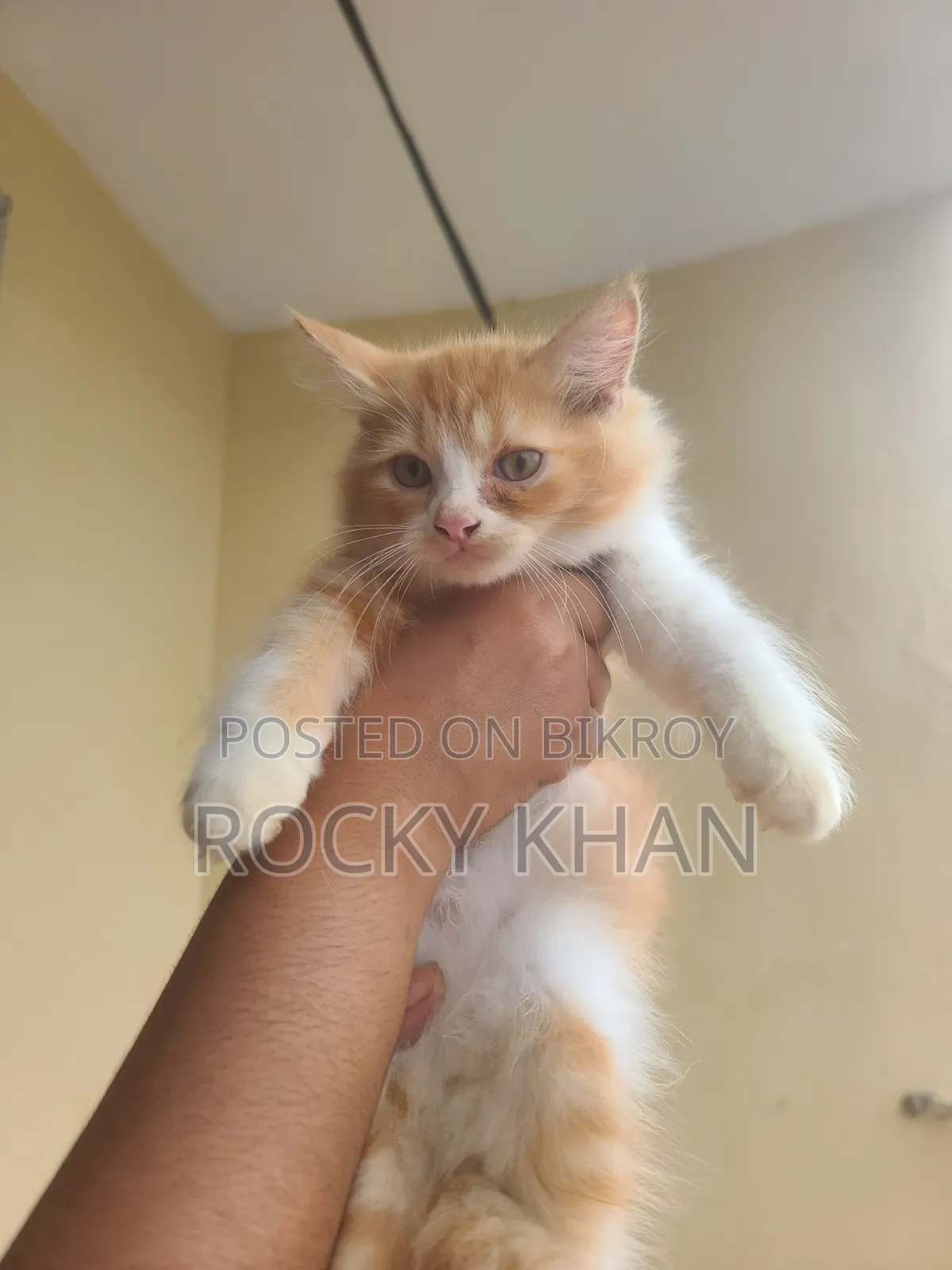 1-3 Months Female Purebred Persian