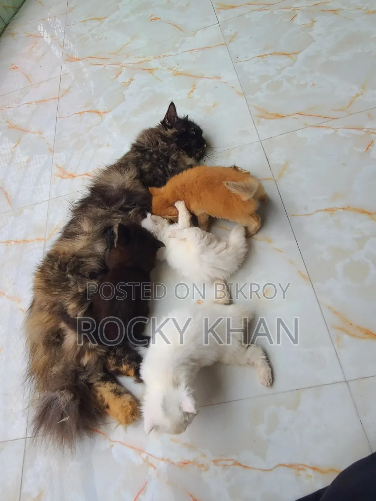 1-3 Months Female Purebred Persian