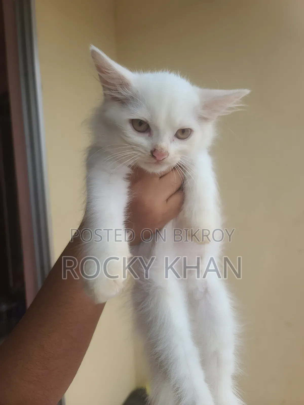 1-3 Months Female Purebred Persian