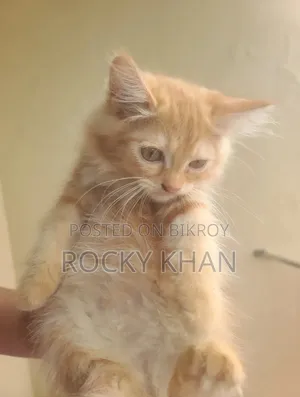 1-3 Months Female Purebred Persian