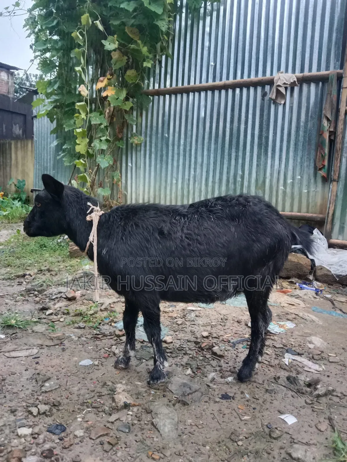 ব্লাক বেঙ্গল খাসি