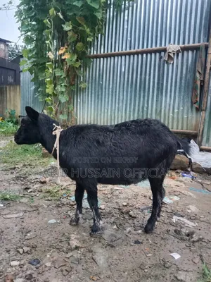 ব্লাক বেঙ্গল খাসি