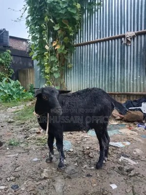 ব্লাক বেঙ্গল খাসি