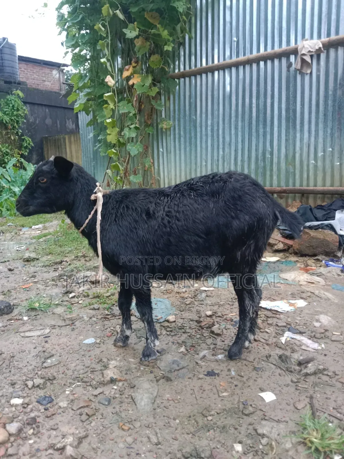 ব্লাক বেঙ্গল খাসি
