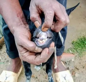 ব্লাক বেঙ্গল খাসি