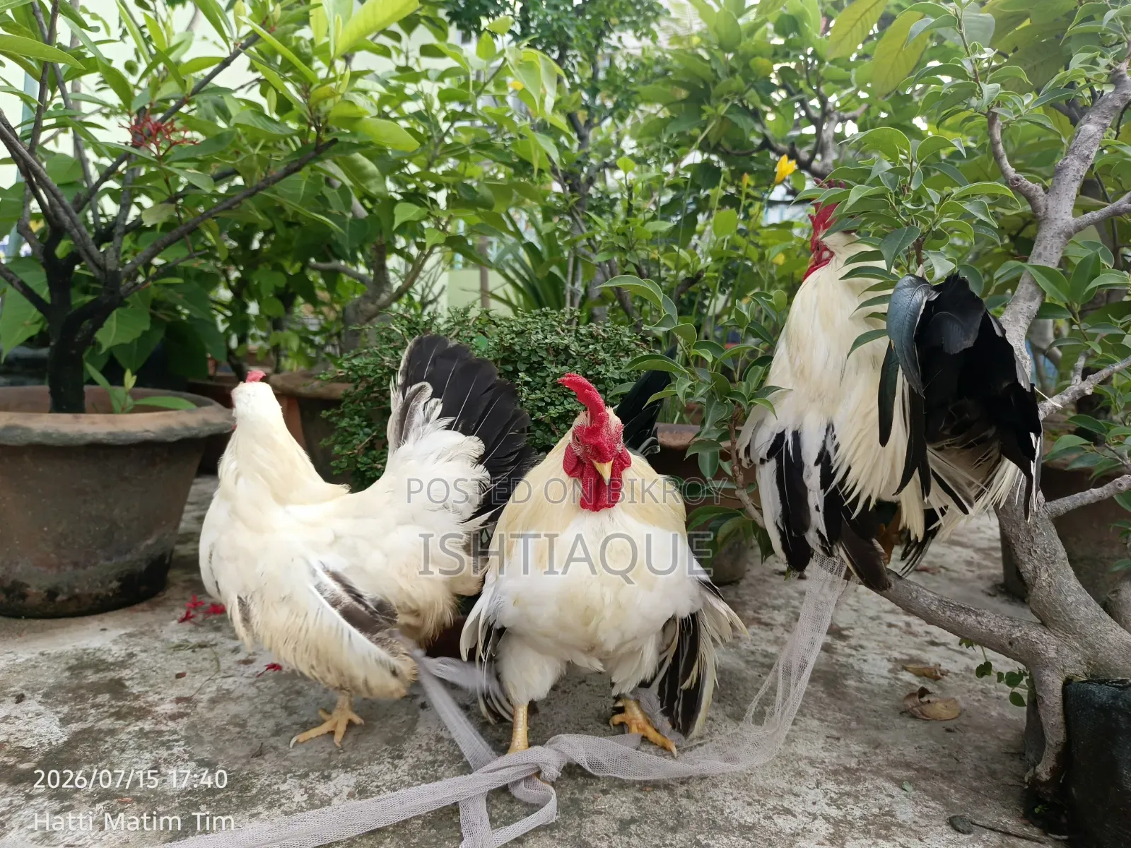 ব্ল্যাক টেইল জাপানিজ ব্যান্টিম রানিং পেয়ার