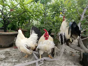 ব্ল্যাক টেইল জাপানিজ ব্যান্টিম রানিং পেয়ার