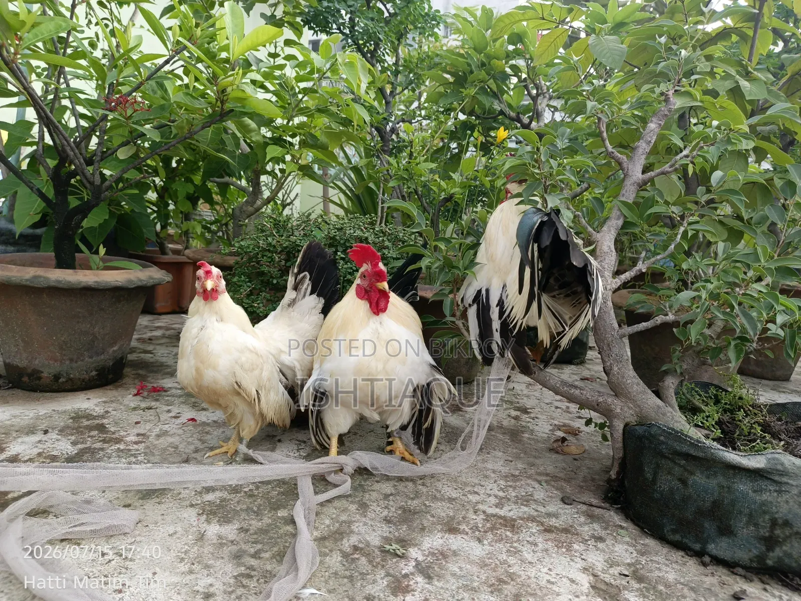 ব্ল্যাক টেইল জাপানিজ ব্যান্টিম রানিং পেয়ার