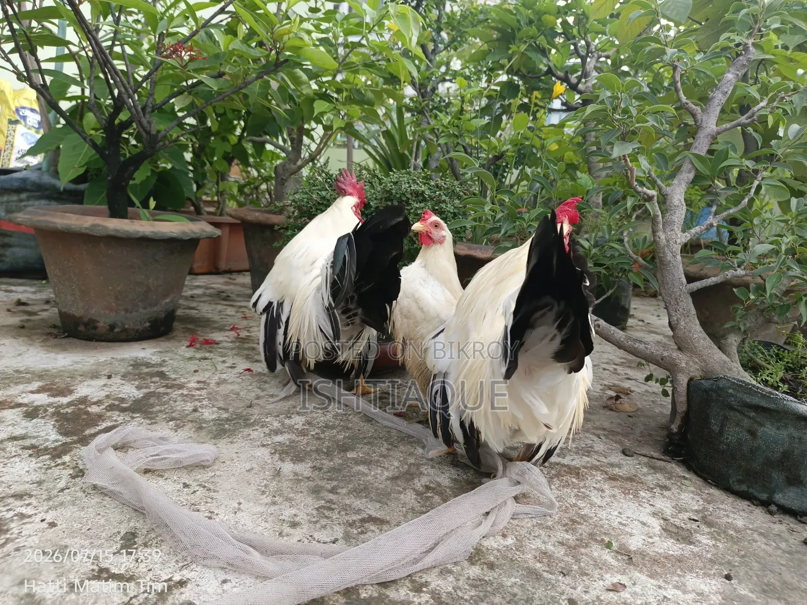 ব্ল্যাক টেইল জাপানিজ ব্যান্টিম রানিং পেয়ার