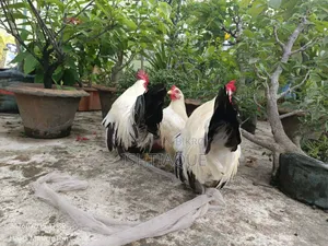 ব্ল্যাক টেইল জাপানিজ ব্যান্টিম রানিং পেয়ার