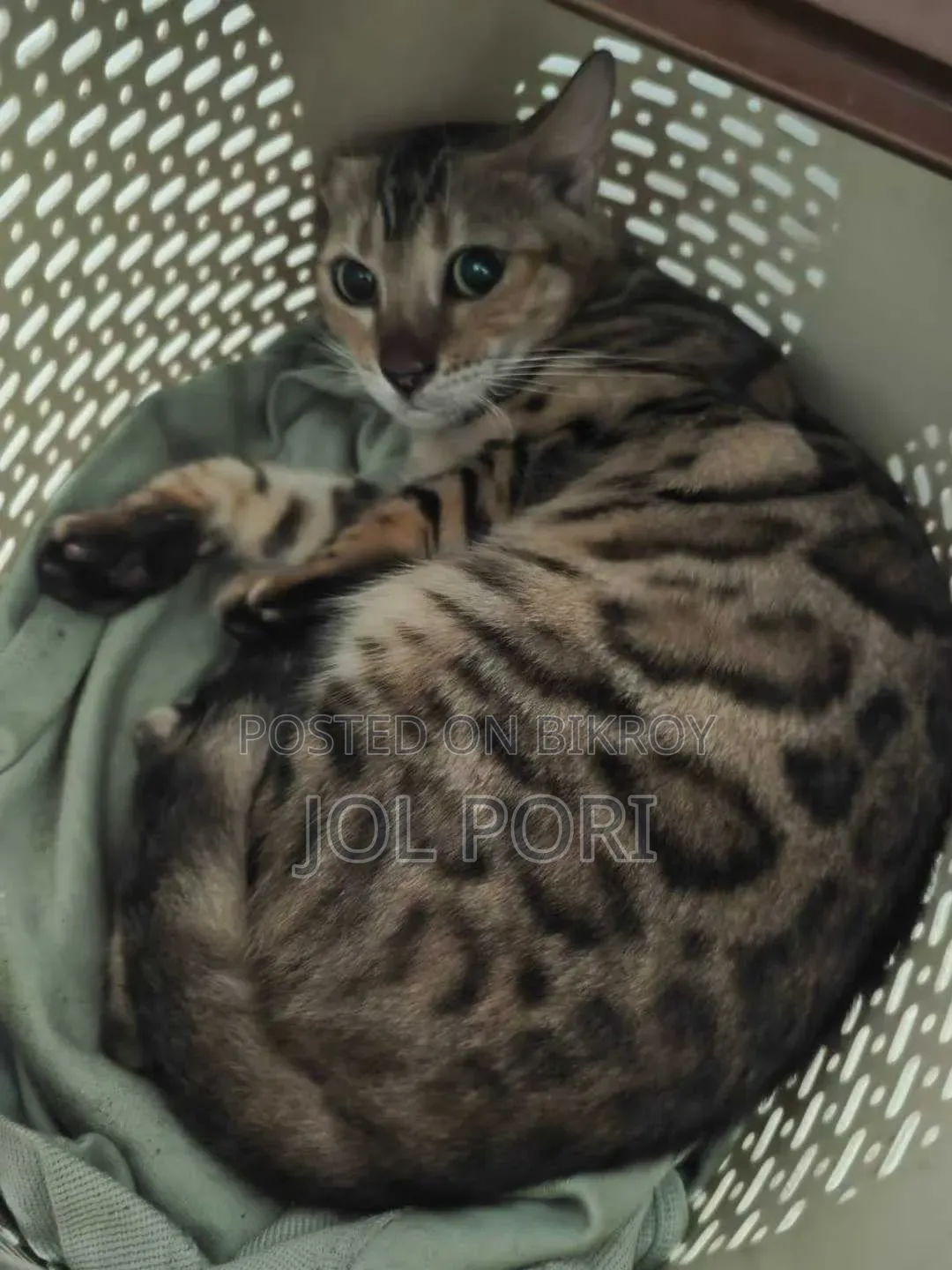 1+ Year Female Purebred Bengal Cat