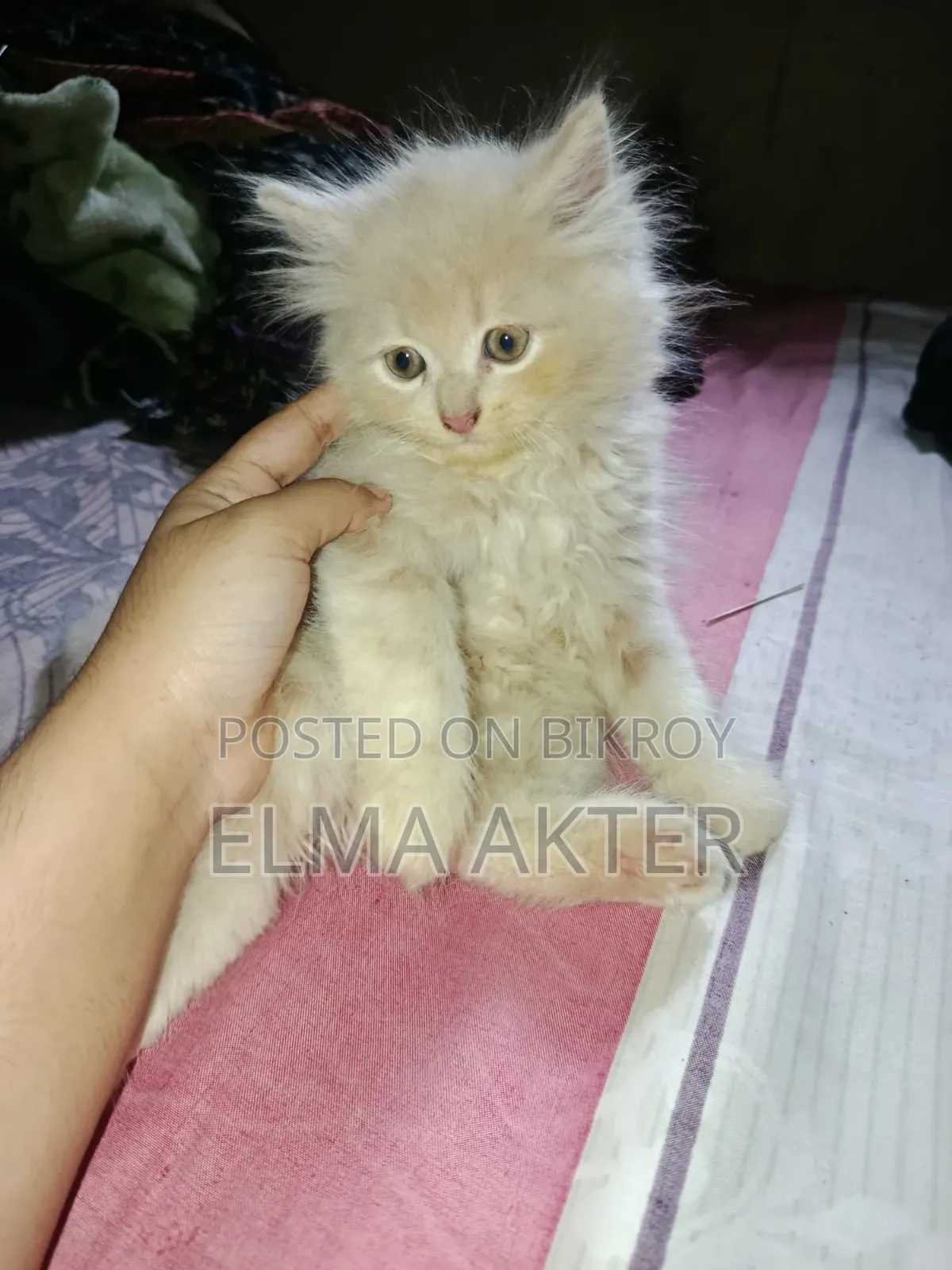 1-3 Months Female Purebred Persian