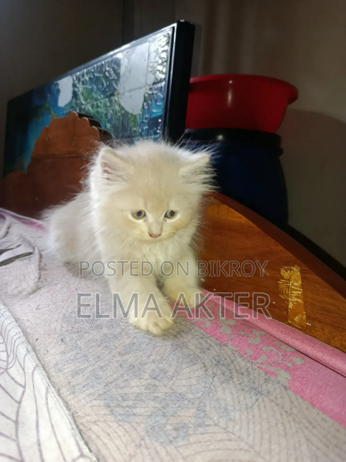 1-3 Months Female Purebred Persian