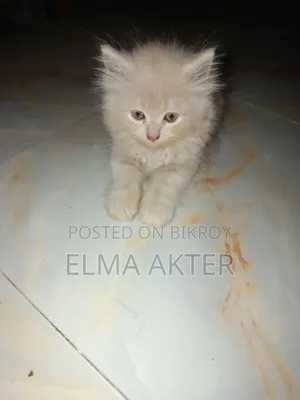 1-3 Months Female Purebred Persian