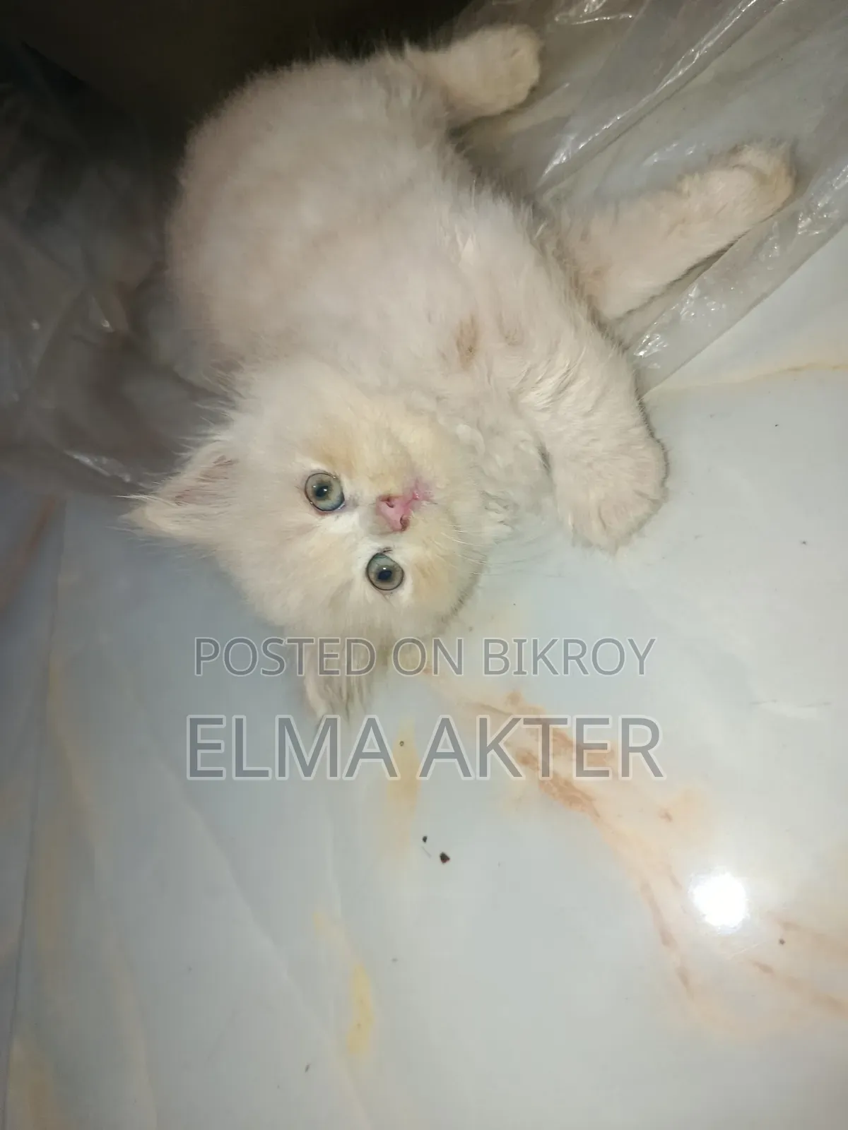 1-3 Months Female Purebred Persian