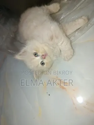1-3 Months Female Purebred Persian