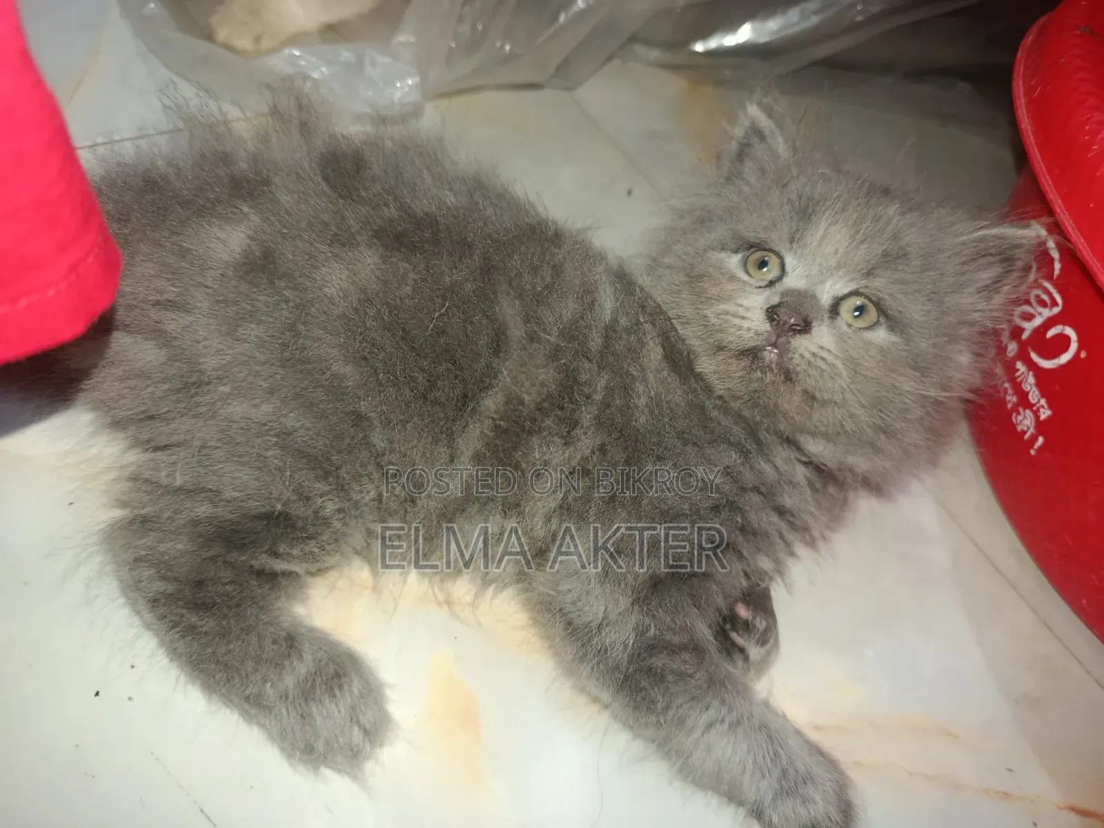 1-3 Months Female Purebred Persian