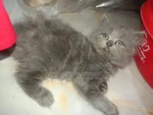 1-3 Months Female Purebred Persian