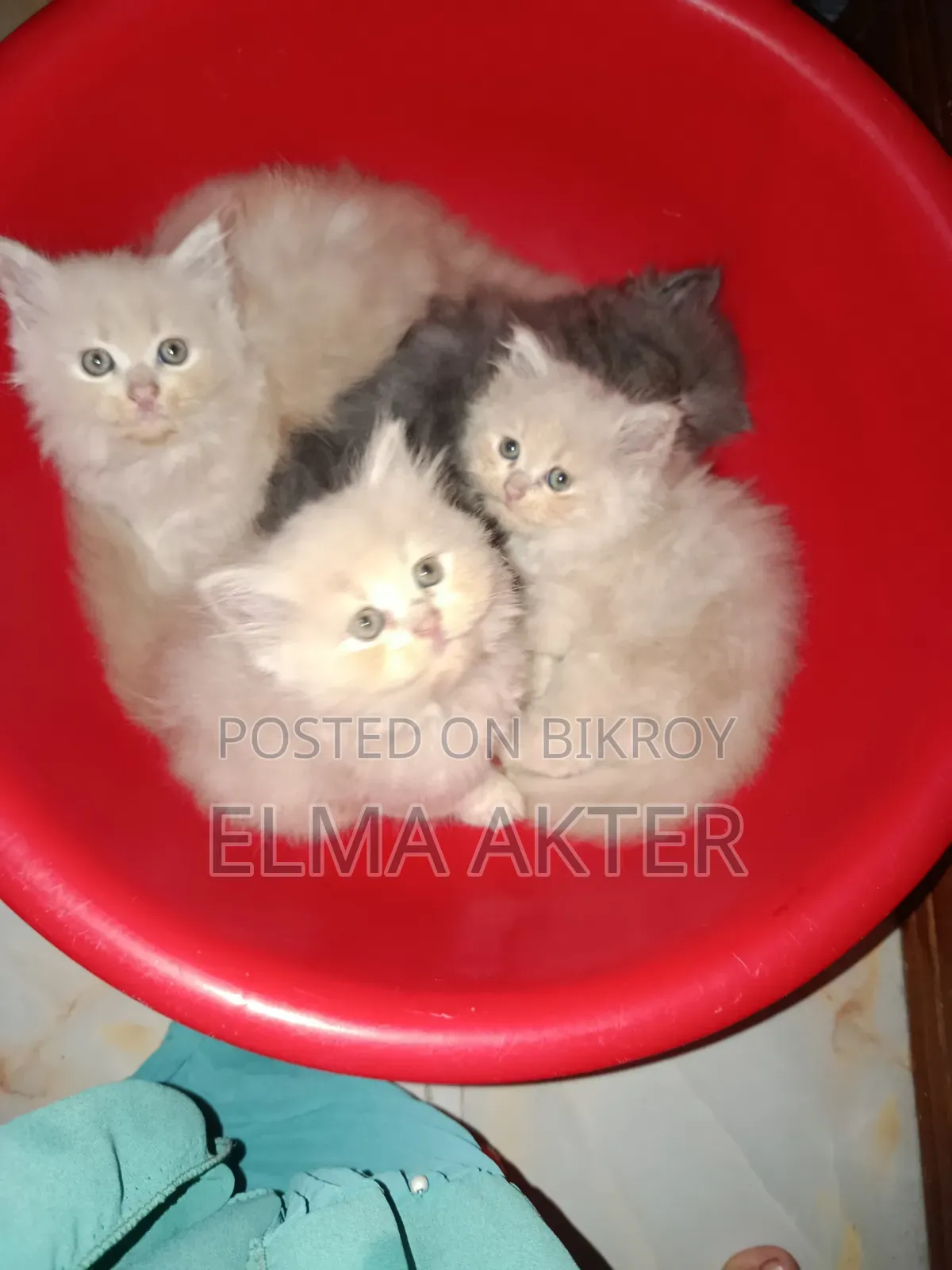 1-3 Months Female Purebred Persian