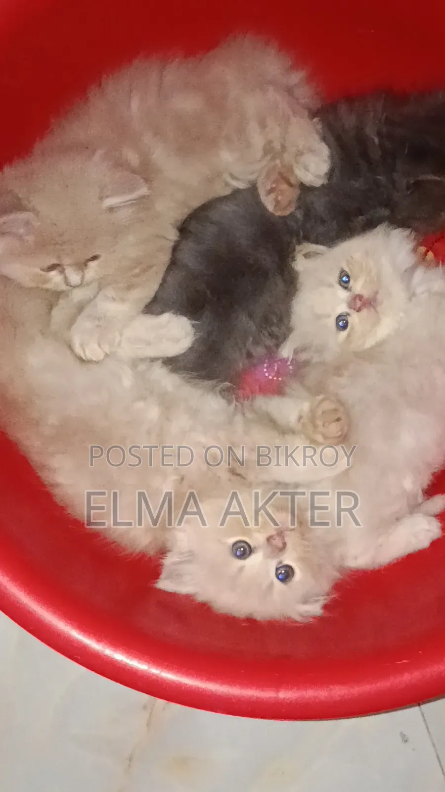1-3 Months Female Purebred Persian