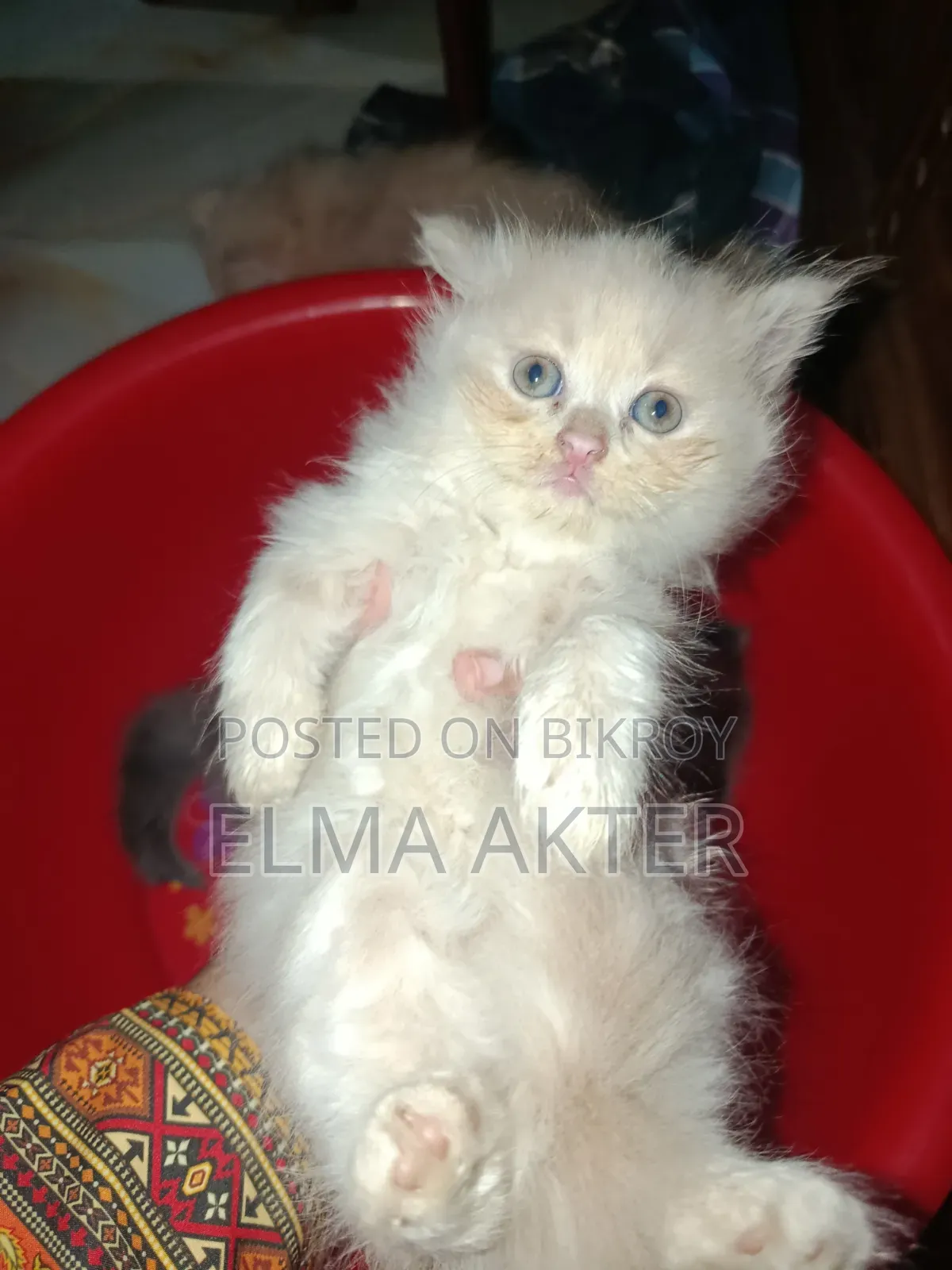 1-3 Months Female Purebred Persian