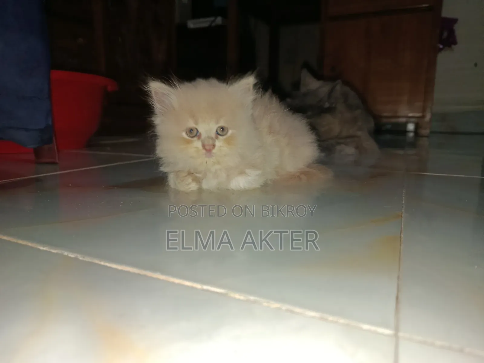 1-3 Months Female Purebred Persian
