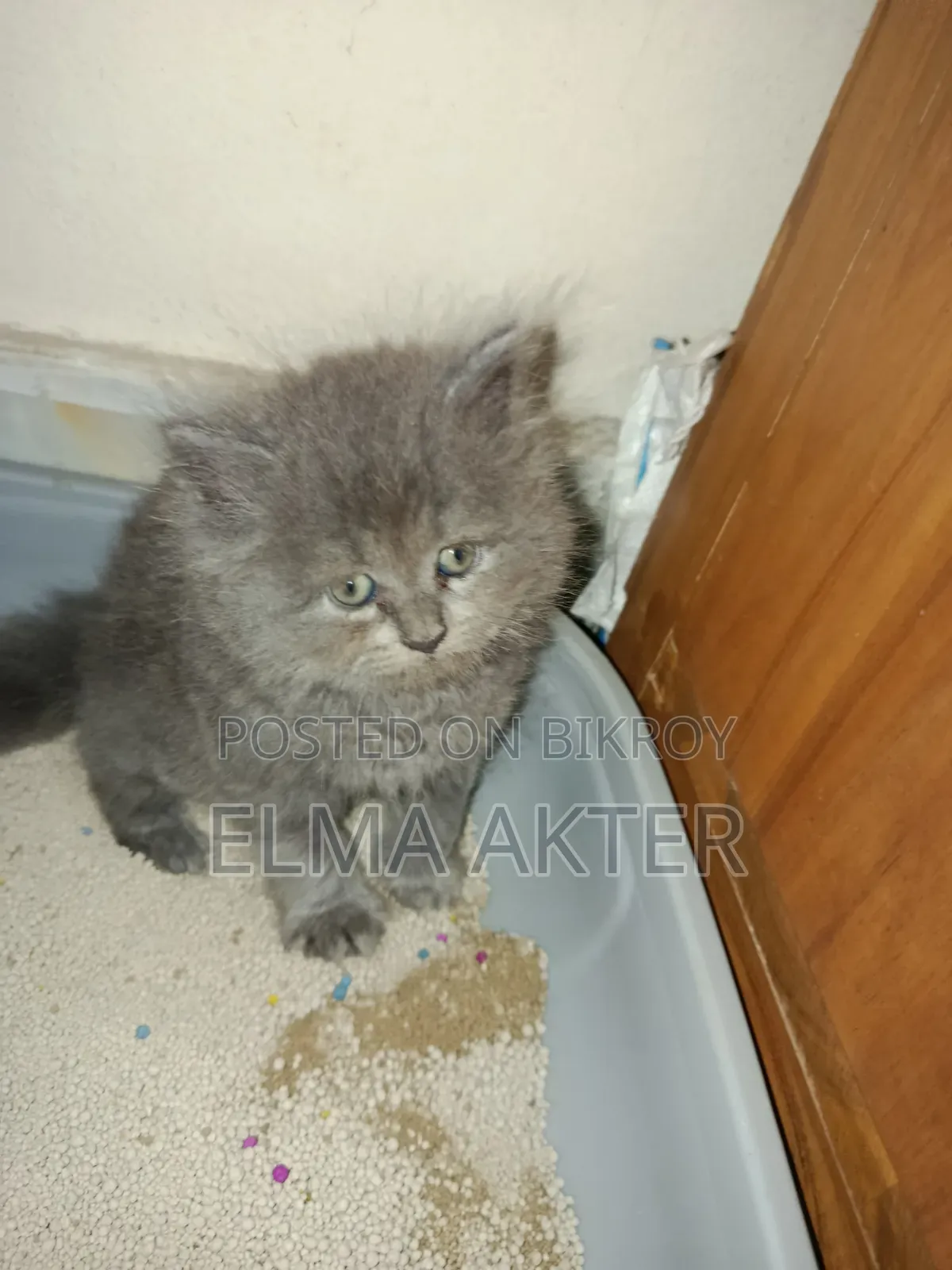 1-3 Months Female Purebred Persian