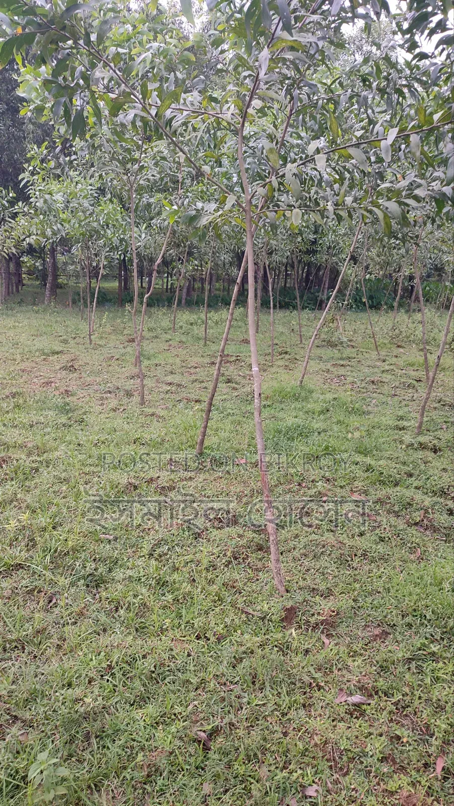Urgent Land for Sale - 21 Decimal