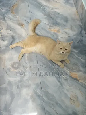 6-12 months Male Mixed Breed British Shorthair
