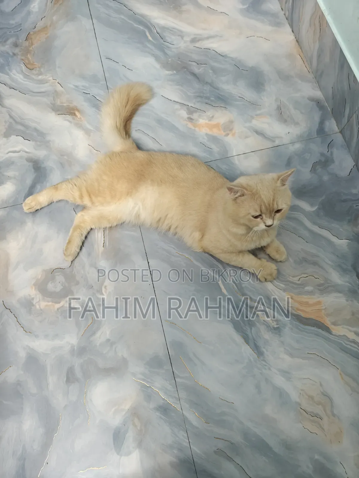 6-12 months Male Mixed Breed British Shorthair