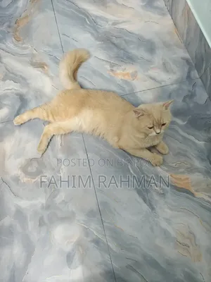 6-12 months Male Mixed Breed British Shorthair