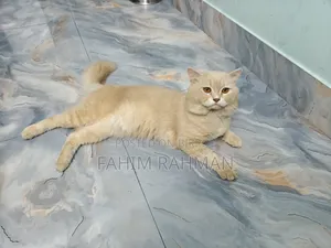 6-12 months Male Mixed Breed British Shorthair