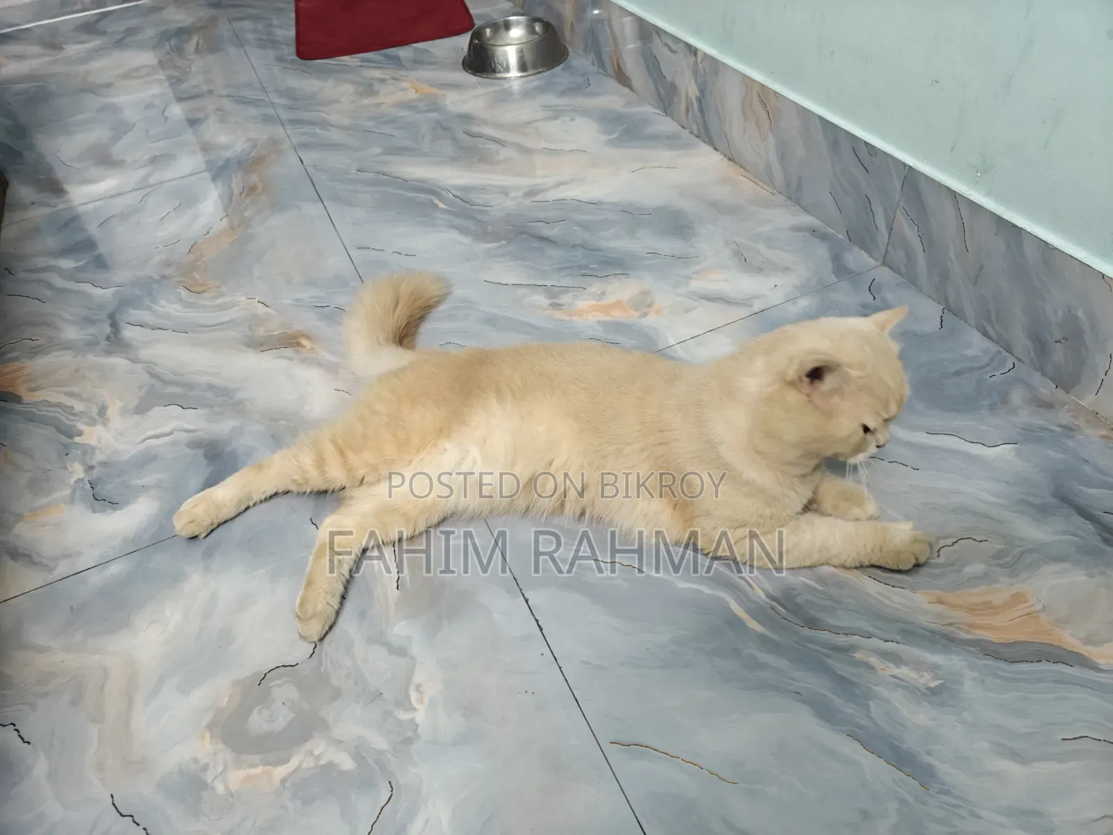 6-12 months Male Mixed Breed British Shorthair