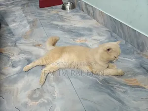 6-12 months Male Mixed Breed British Shorthair