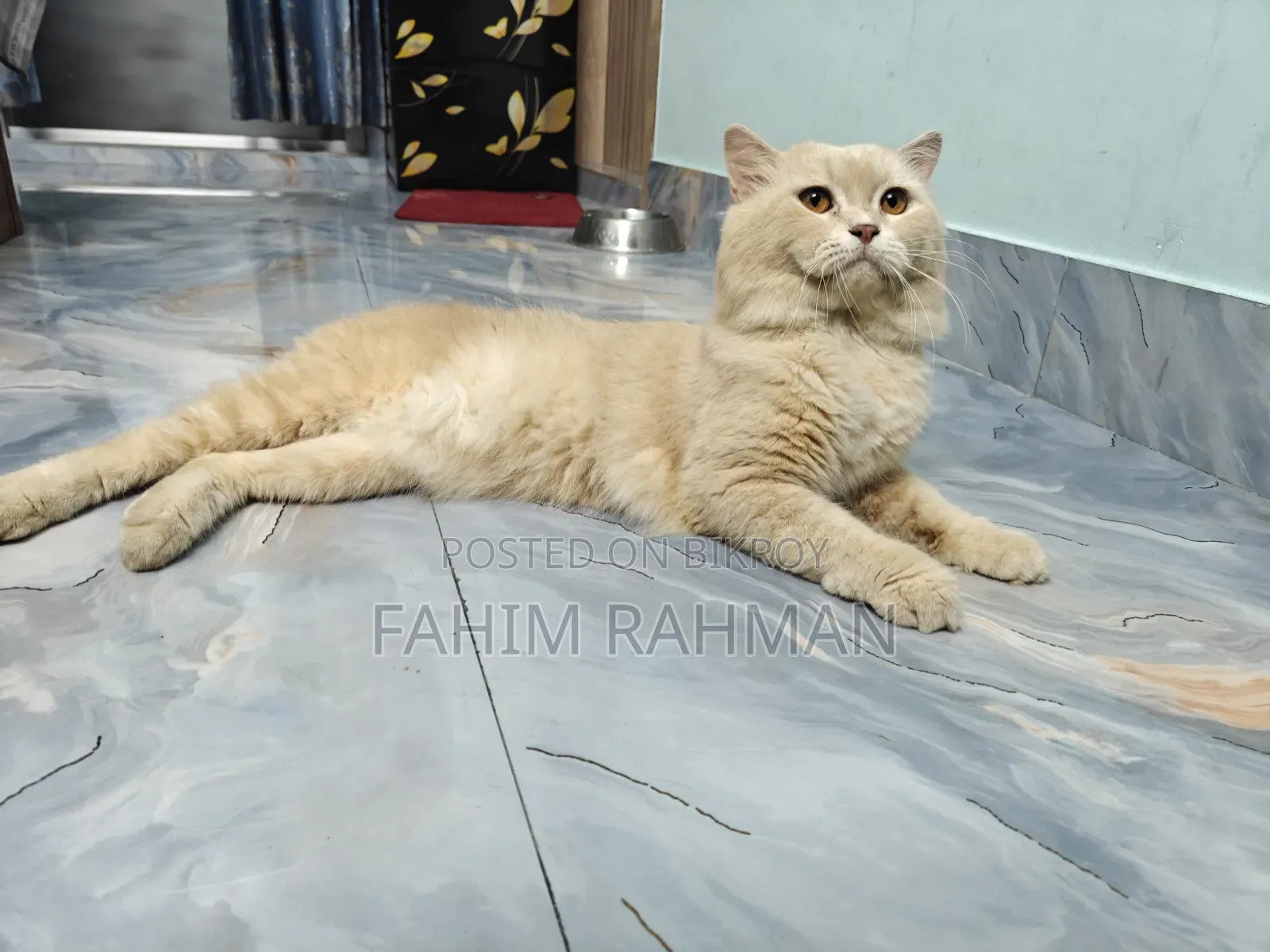 6-12 months Male Mixed Breed British Shorthair